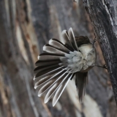 Rhipidura albiscapa (Grey Fantail) at Majura, ACT - 9 Jun 2021 by jbromilow50