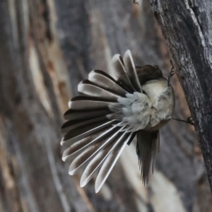 Rhipidura albiscapa at Majura, ACT - 9 Jun 2021