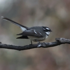 Rhipidura albiscapa at Majura, ACT - 9 Jun 2021