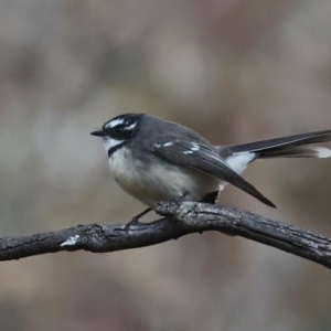 Rhipidura albiscapa at Majura, ACT - 9 Jun 2021