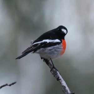 Petroica boodang at Majura, ACT - 9 Jun 2021 05:07 PM