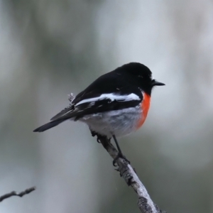 Petroica boodang at Majura, ACT - 9 Jun 2021 05:07 PM