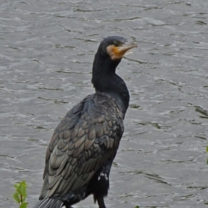 Phalacrocorax carbo at Parkes, ACT - 2 Jan 2021 12:47 PM