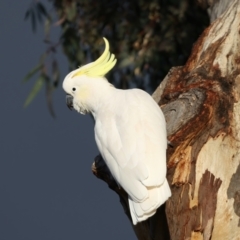 Cacatua galerita (Sulphur-crested Cockatoo) at Ainslie, ACT - 9 Jun 2021 by jb2602