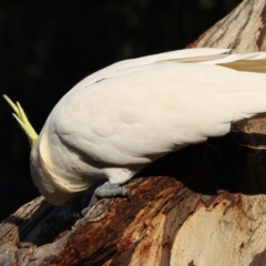 Cacatua galerita at Ainslie, ACT - 9 Jun 2021 04:50 PM