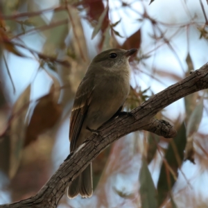 Pachycephala pectoralis at Majura, ACT - 9 Jun 2021