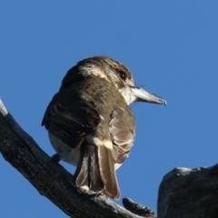 Cracticus torquatus (Grey Butcherbird) at Majura, ACT - 6 Jun 2021 by jbromilow50