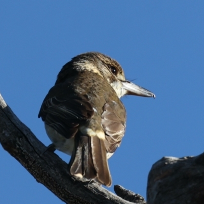 Cracticus torquatus (Grey Butcherbird) at Majura, ACT - 6 Jun 2021 by jbromilow50