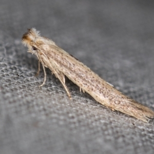 Tineidae (family) at Melba, ACT - 21 Oct 2020