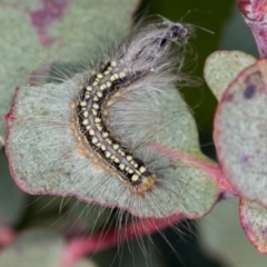 Uraba lugens (Gumleaf Skeletonizer) at Melba, ACT - 20 Oct 2020 by Bron