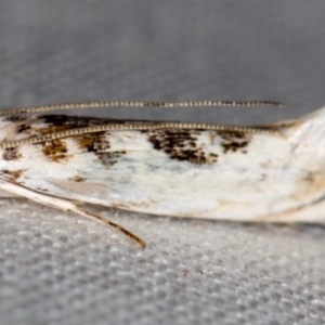 Erechthias mystacinella at Melba, ACT - 20 Oct 2020