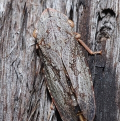 Stenocotis depressa (Leafhopper) at Downer, ACT - 8 Jun 2021 by TimL