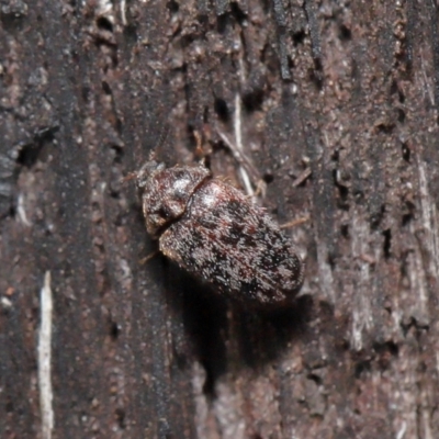 Eurhopalus sp. (genus) (Dermestid beetle) at ANBG - 8 Jun 2021 by TimL