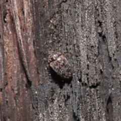 Eurhopalus sp. (genus) at Acton, ACT - 8 Jun 2021 01:10 PM