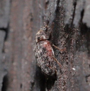 Eurhopalus sp. (genus) at Acton, ACT - 8 Jun 2021 01:10 PM