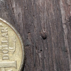 Eurhopalus sp. (genus) at Acton, ACT - 8 Jun 2021 01:10 PM