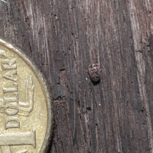 Eurhopalus sp. (genus) at Acton, ACT - 8 Jun 2021 01:10 PM