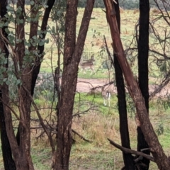 Dama dama (Fallow Deer) at Splitters Creek, NSW - 9 Jun 2021 by ChrisAllen