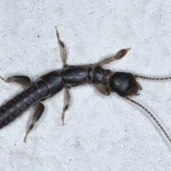 Metoligotoma sp. (genus) (Webspinner) at Ainslie, ACT - 2 Jun 2021 by jb2602