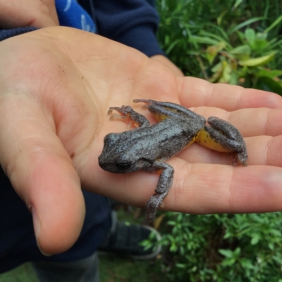 Litoria peronii (Peron's Tree Frog, Emerald Spotted Tree Frog) at Pambula Preschool - 10 Jun 2021 by elizabethgleeson