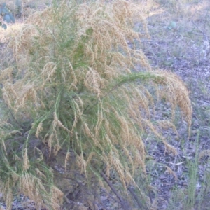 Cassinia sifton at Symonston, ACT - 31 May 2021 03:17 PM