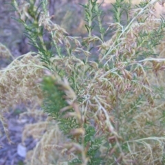 Cassinia sifton at Symonston, ACT - 31 May 2021 03:17 PM