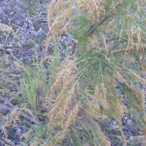 Cassinia sifton at Symonston, ACT - 31 May 2021 03:17 PM