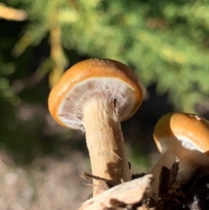 Cortinarius sp. at Murrumbateman, NSW - 22 May 2021