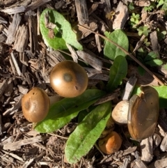 Cortinarius sp. at Murrumbateman, NSW - 22 May 2021