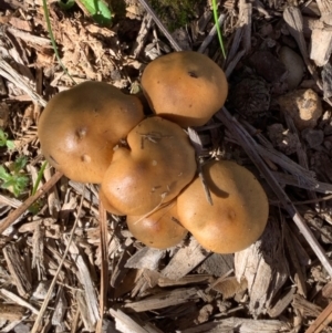 Cortinarius sp. at Murrumbateman, NSW - 22 May 2021