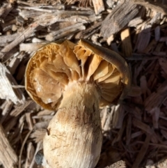 Cortinarius sp. at Murrumbateman, NSW - 22 May 2021