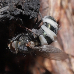 Entomophthora sp. (genus) at Acton, ACT - 10 Jun 2021