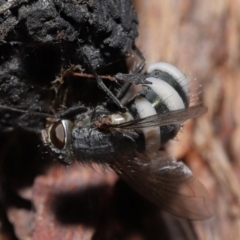 Entomophthora sp. (genus) at Acton, ACT - 10 Jun 2021 11:43 AM