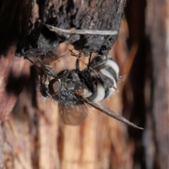 Entomophthora sp. (genus) at Acton, ACT - 10 Jun 2021 11:43 AM