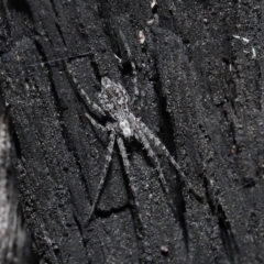 Tamopsis fickerti at Downer, ACT - 10 Jun 2021