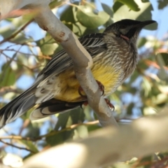 Anthochaera carunculata (Red Wattlebird) at Murrumbateman, NSW - 12 May 2021 by SimoneC