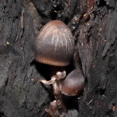 Mycena sp. (Mycena) at Acton, ACT - 10 Jun 2021 by TimL