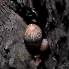 Mycena sp. at Acton, ACT - 10 Jun 2021