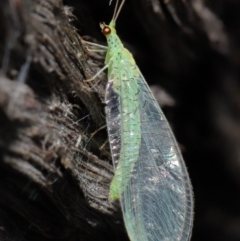 Apertochrysa edwardsi (A Green Lacewing) at Downer, ACT - 10 Jun 2021 by TimL