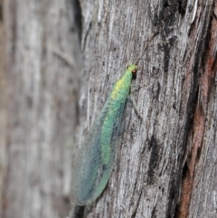 Apertochrysa edwardsi at Downer, ACT - 10 Jun 2021