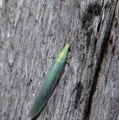 Apertochrysa edwardsi at Downer, ACT - 10 Jun 2021