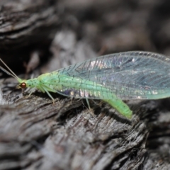 Apertochrysa edwardsi at Downer, ACT - 10 Jun 2021