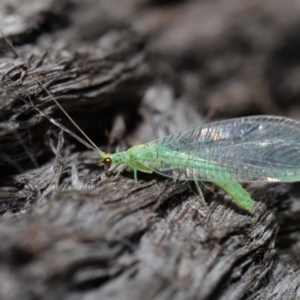 Apertochrysa edwardsi at Downer, ACT - 10 Jun 2021