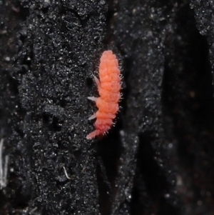 Hypogastrura sp. (genus) at Acton, ACT - 10 Jun 2021