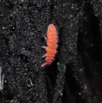 Hypogastrura sp. (genus) (A Springtail) at ANBG - 10 Jun 2021 by TimL