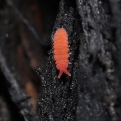 Hypogastrura sp. (genus) at Acton, ACT - 10 Jun 2021