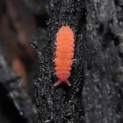 Hypogastrura sp. (genus) at Acton, ACT - 10 Jun 2021