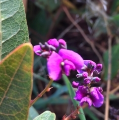Hardenbergia violacea (False Sarsaparilla) at Lyneham Wetland - 8 Jun 2021 by JaceWT