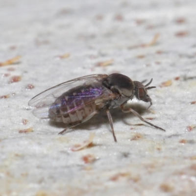 Ceratopogonidae (family) (Biting Midge) at ANBG - 10 Jun 2021 by TimL