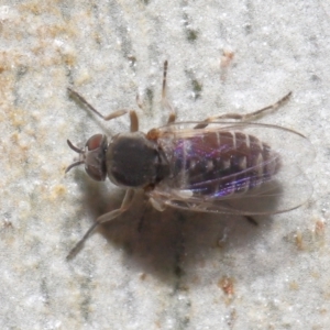 Ceratopogonidae (family) at Acton, ACT - 10 Jun 2021 11:52 AM